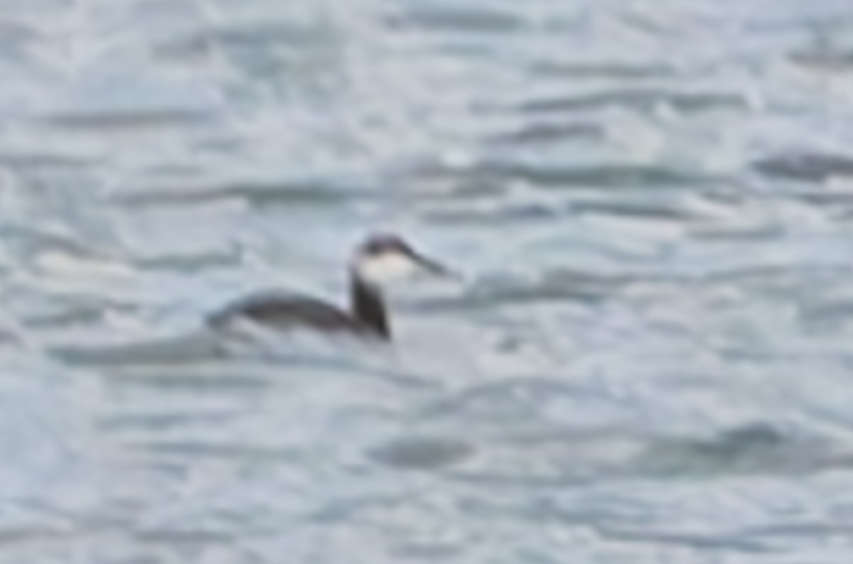 Horned Grebe - ML631589203