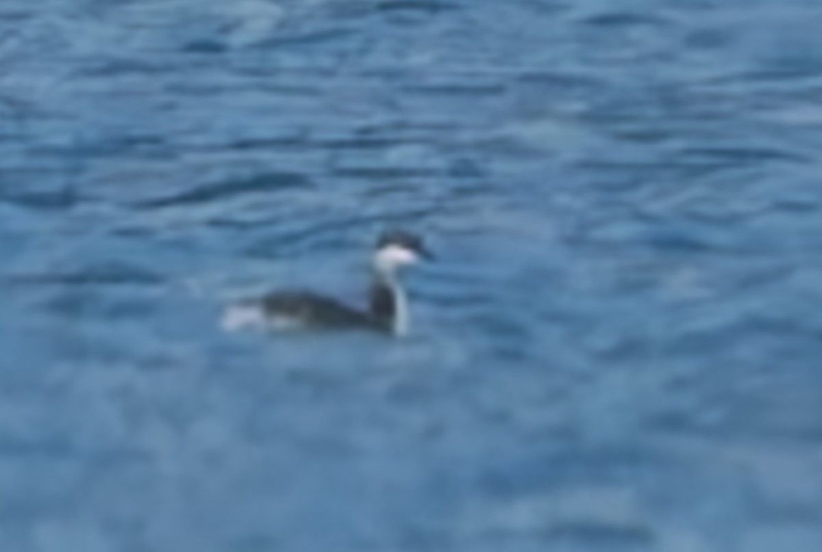 Horned Grebe - ML631589216