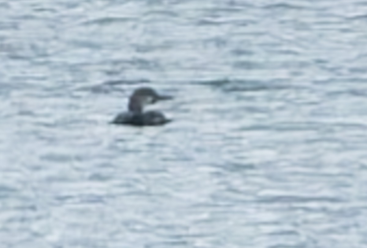 Common Loon - ML631589221