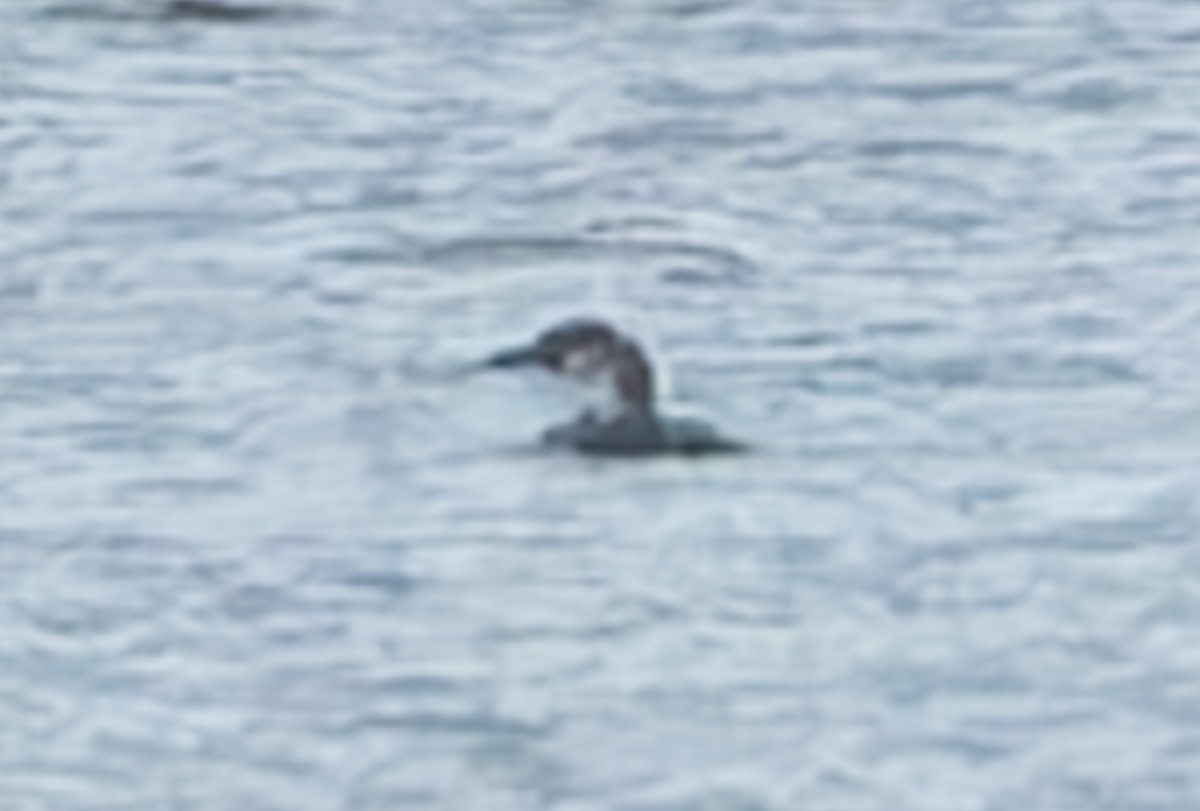 Common Loon - ML631589222