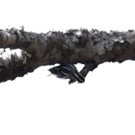 Black-and-white Warbler - ML631589298