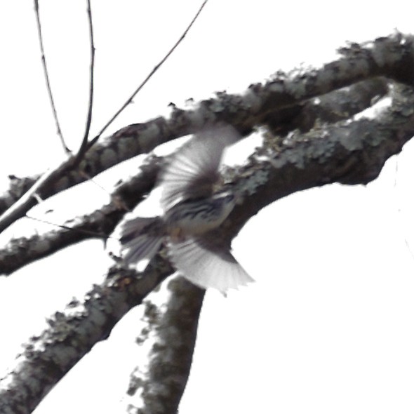 Black-and-white Warbler - ML631589314