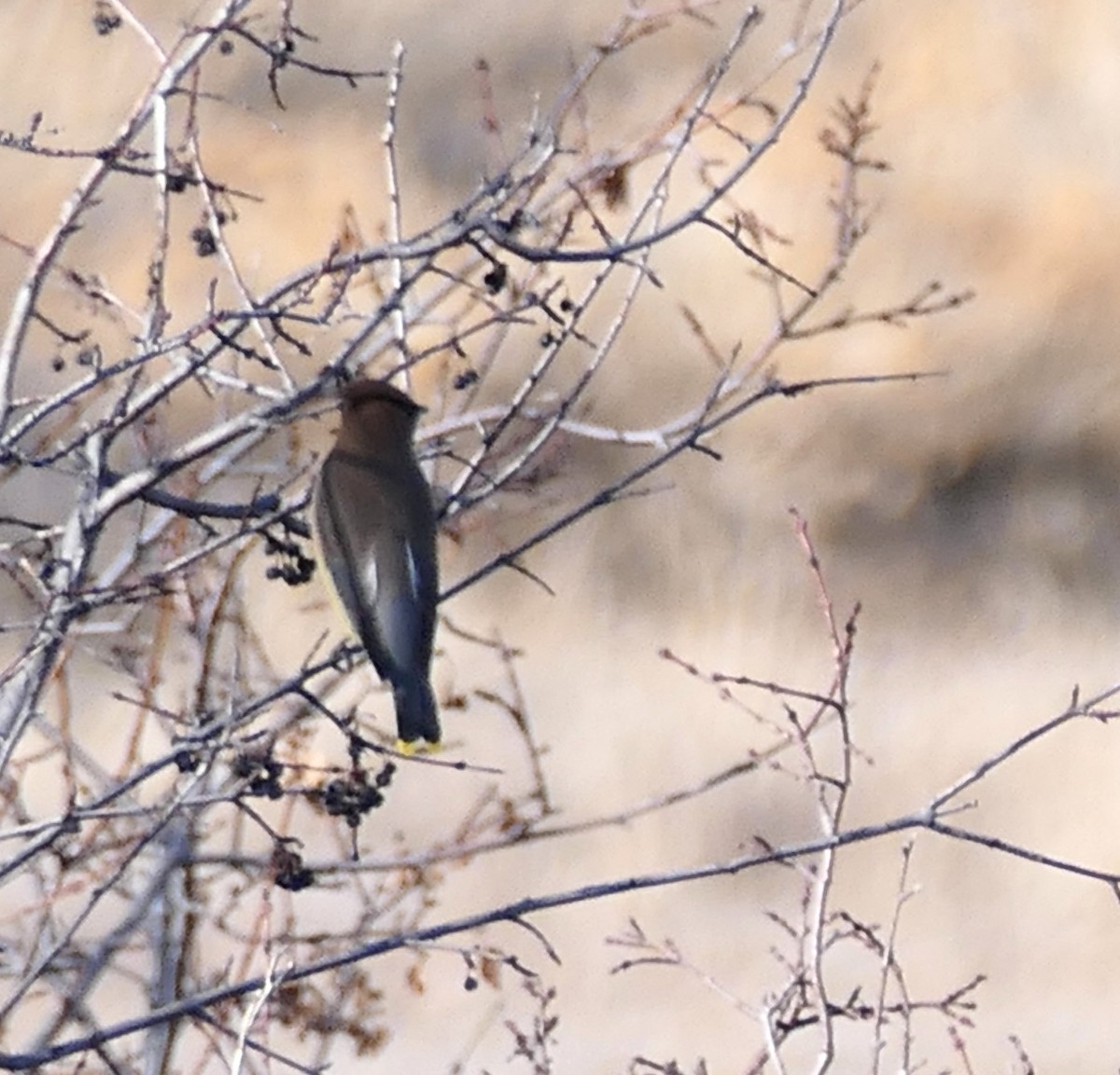 Bohemian/Cedar Waxwing - ML631589374
