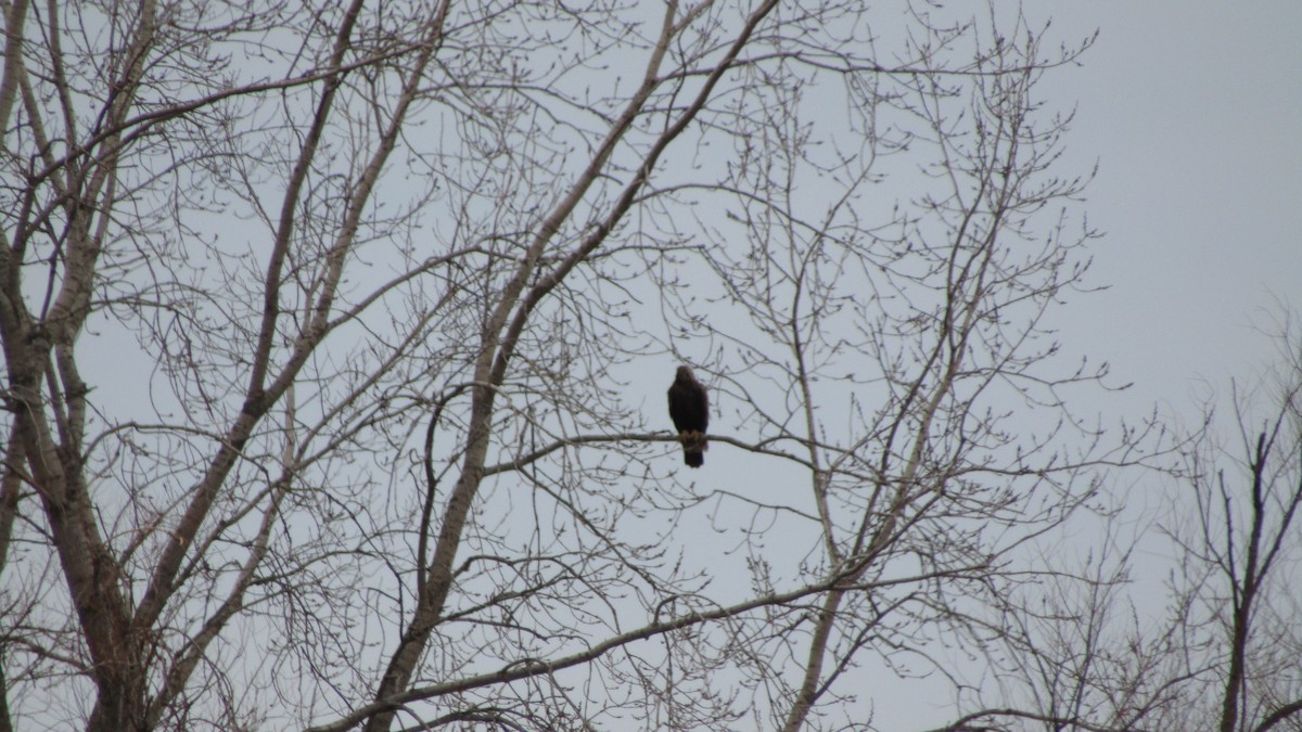 Golden Eagle - ML631589517