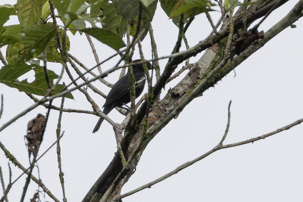 White-winged Becard - ML631589520
