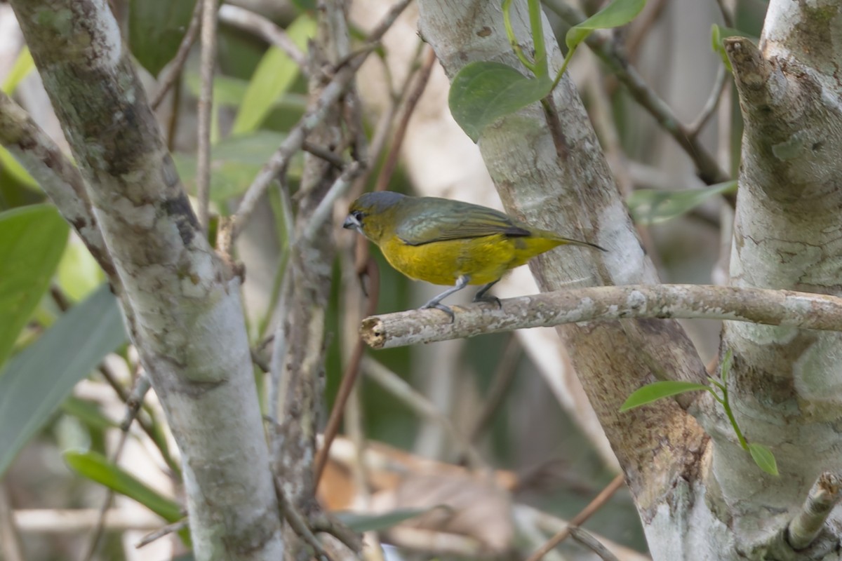 Golden-bellied Euphonia - ML631589526