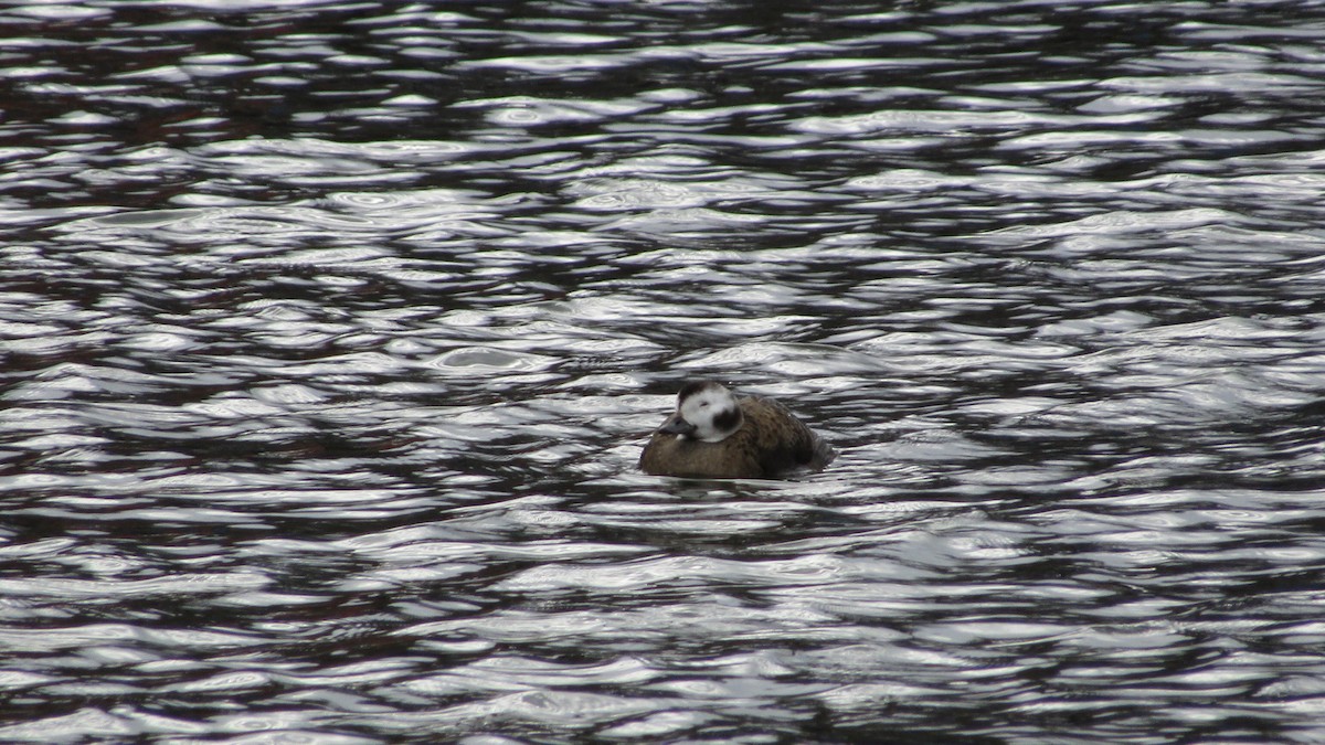 Long-tailed Duck - ML631589622