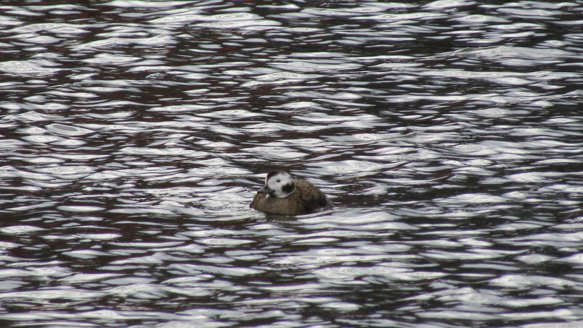 Long-tailed Duck - ML631589623