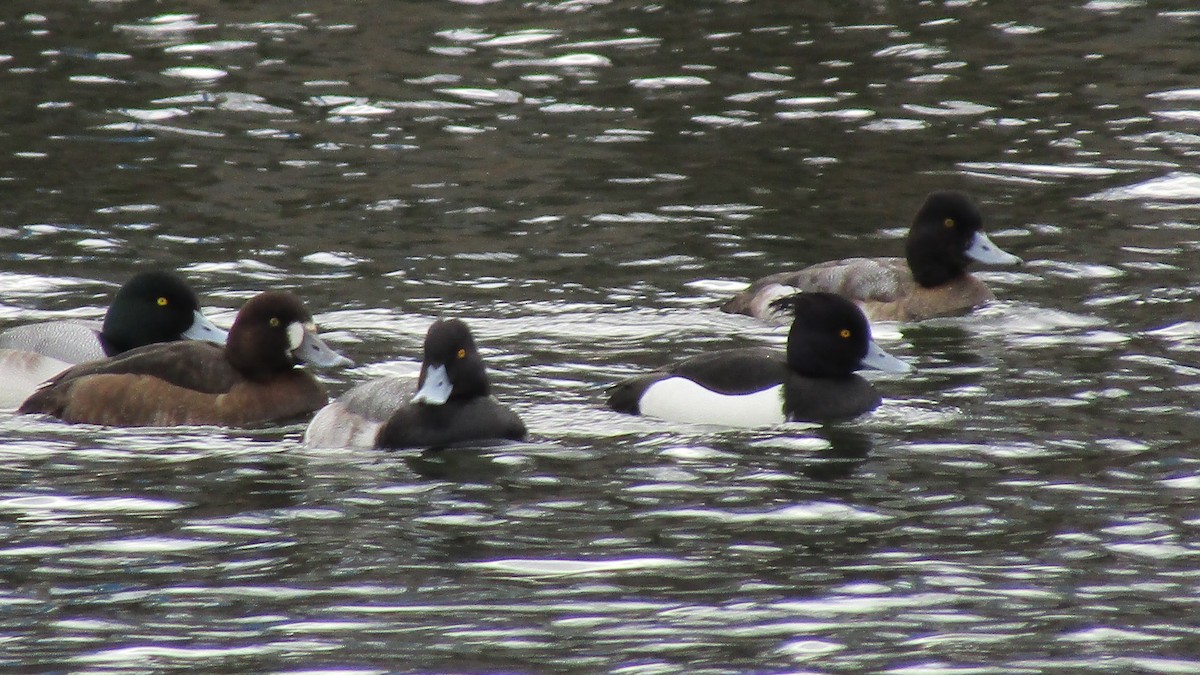 Tufted Duck - ML631589658