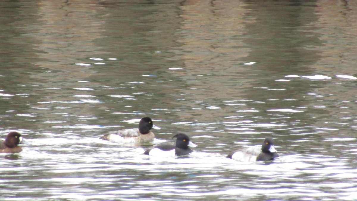 Tufted Duck - ML631589659