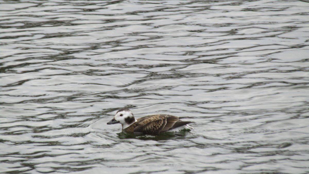 Long-tailed Duck - ML631589678
