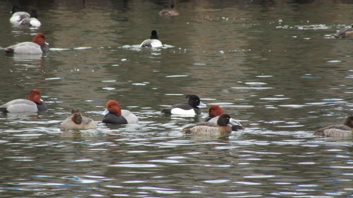 Redhead - ML631589700