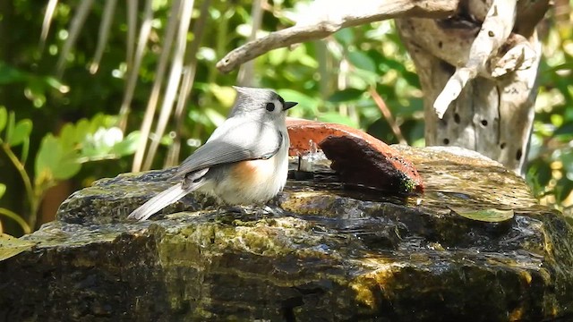 Tufted Titmouse - ML631590114