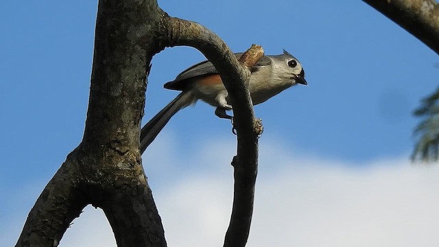 Tufted Titmouse - ML631590115