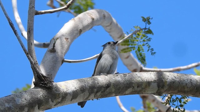 Tufted Titmouse - ML631590116
