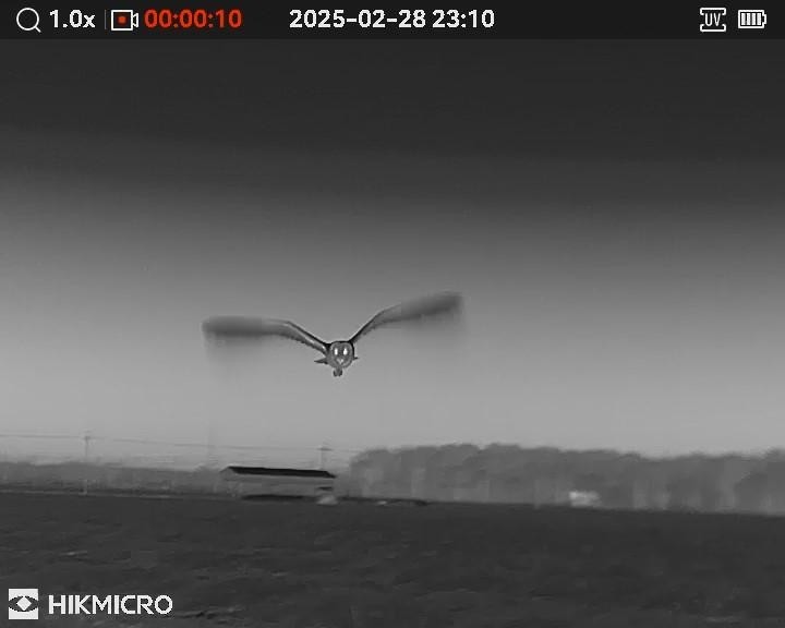 sova proměnlivá - ML631590232