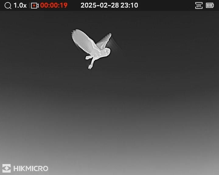 sova proměnlivá - ML631590248