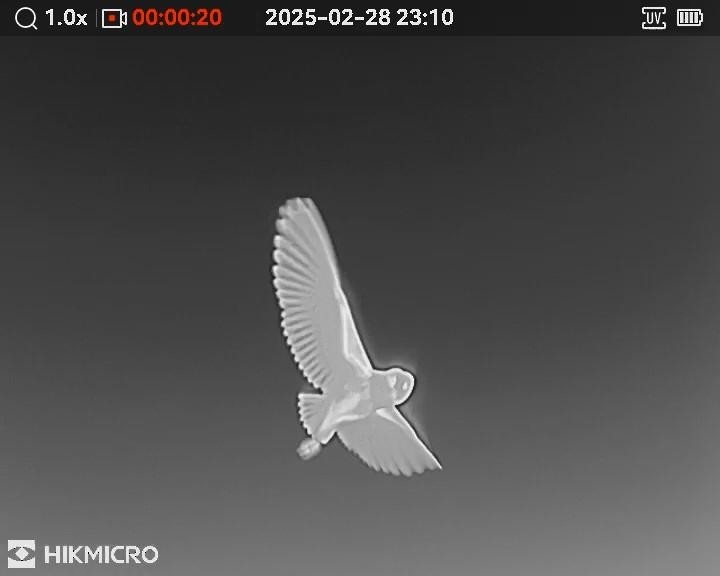 sova proměnlivá - ML631590254