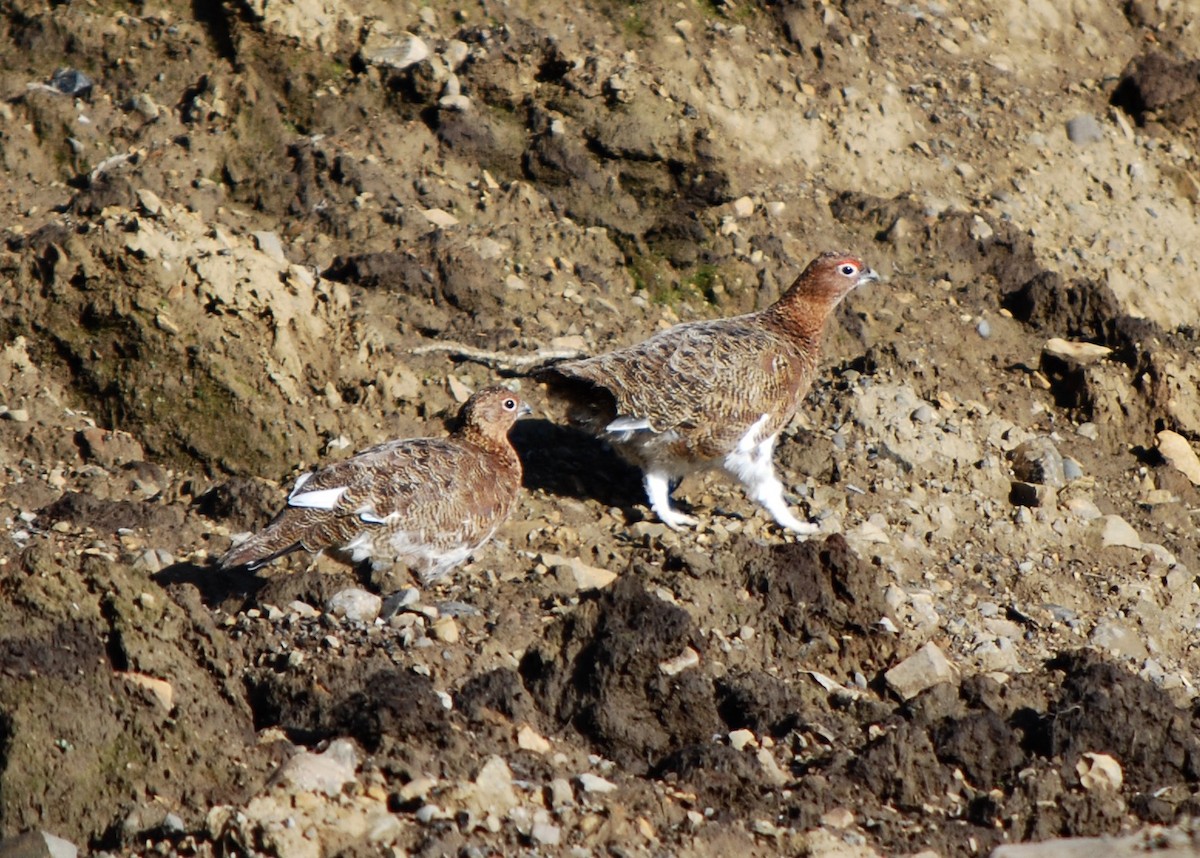 Rock Ptarmigan - ML631590329