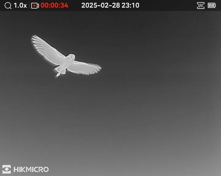 sova proměnlivá - ML631590333