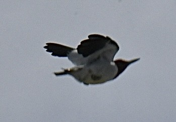 Red-headed Woodpecker - ML631590406