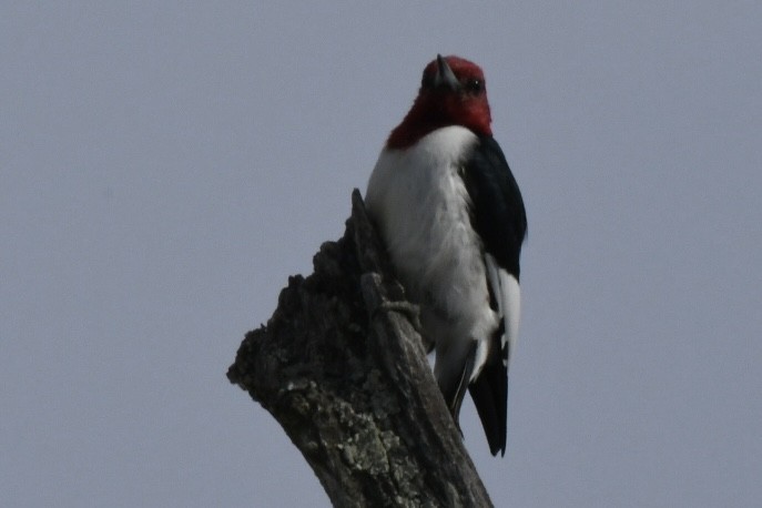 Red-headed Woodpecker - ML631590407