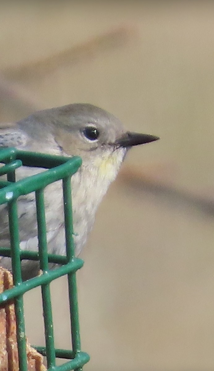 Yellow-rumped Warbler - ML631590646