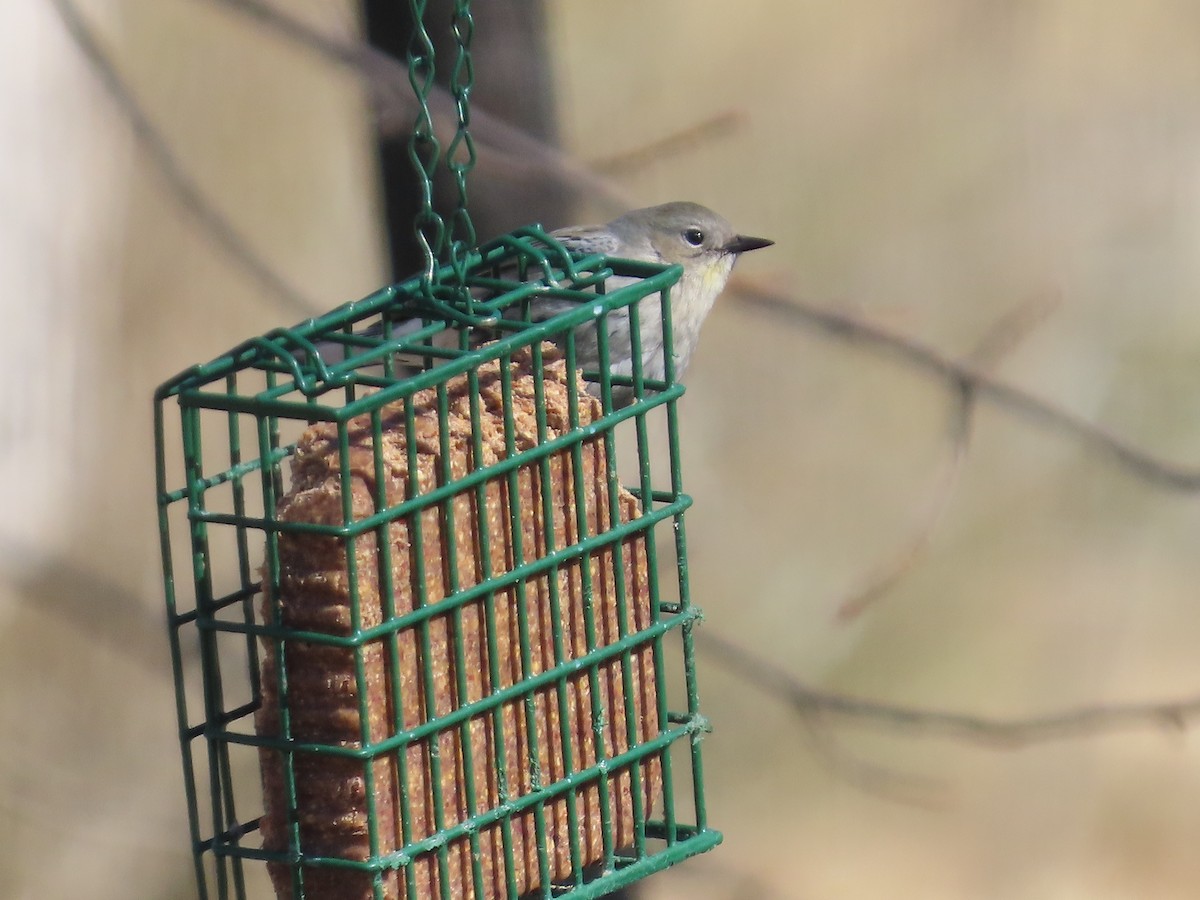Yellow-rumped Warbler - ML631590647