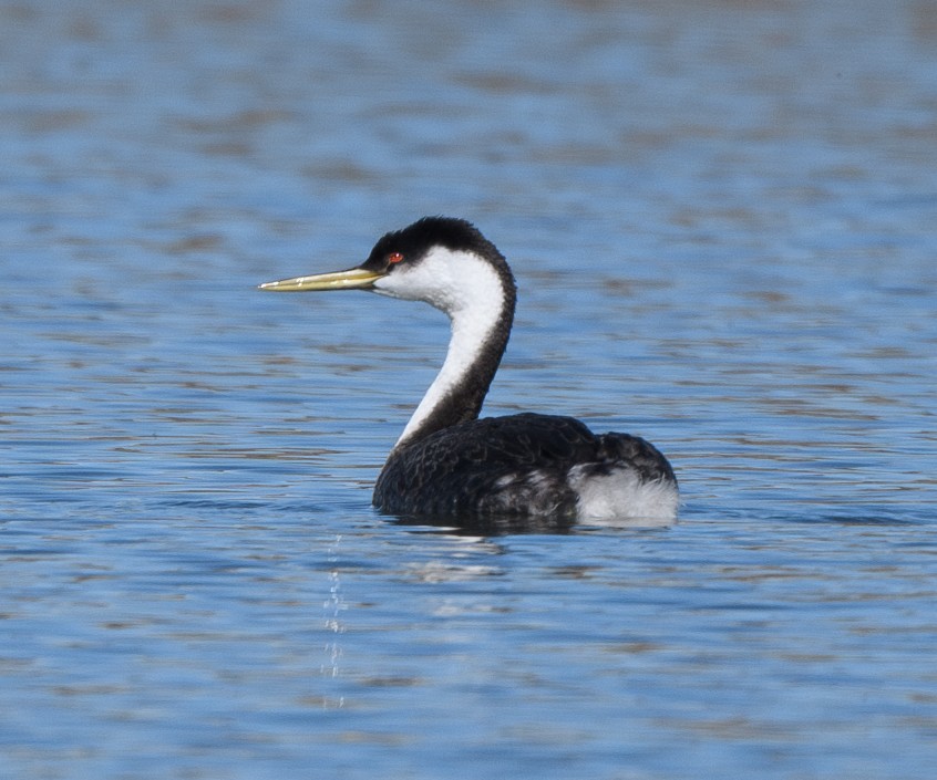 Western Grebe - ML631590653