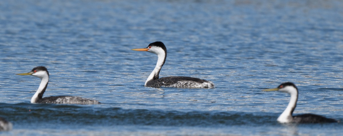Clark's Grebe - ML631590656