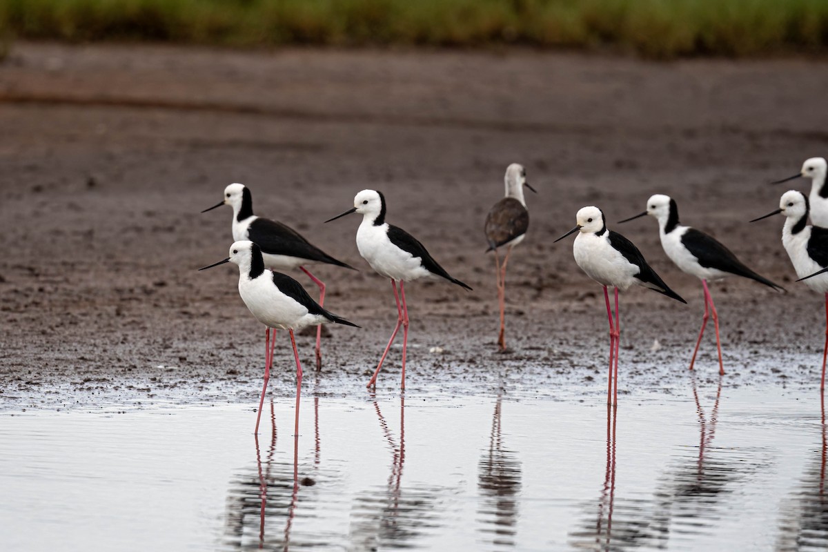Pied Stilt - ML631590695