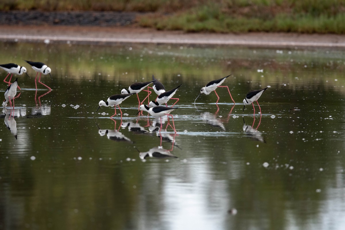 Pied Stilt - ML631590696