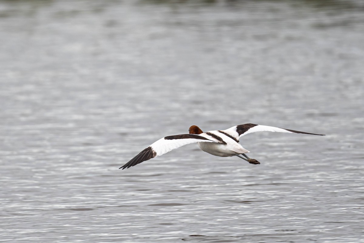 Red-necked Avocet - ML631590718