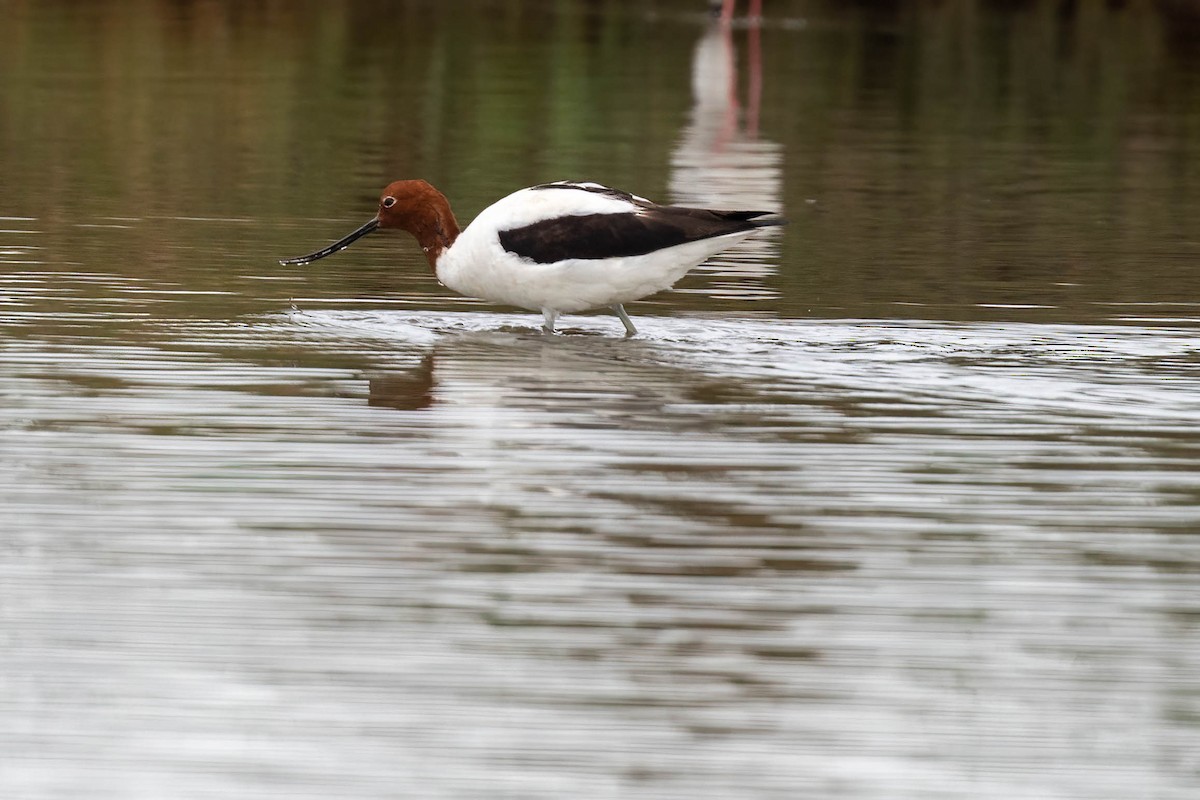 Red-necked Avocet - ML631590719