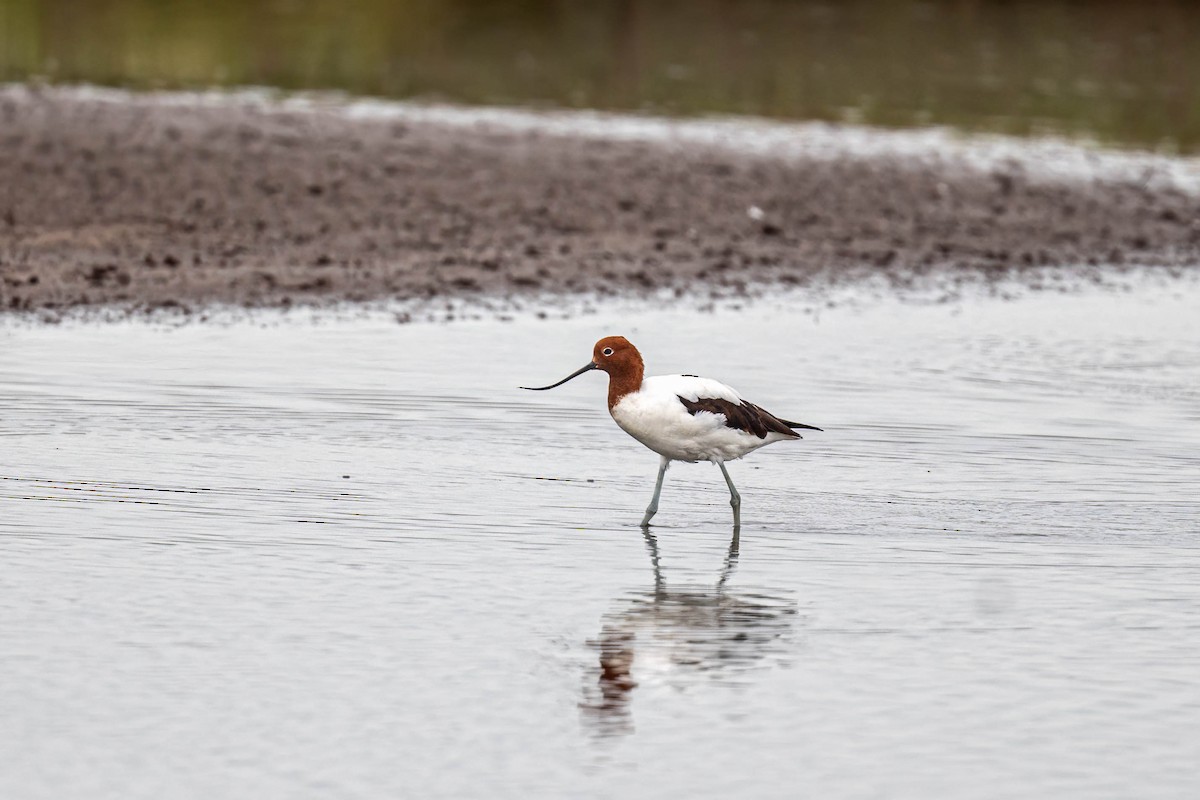 Red-necked Avocet - ML631590729
