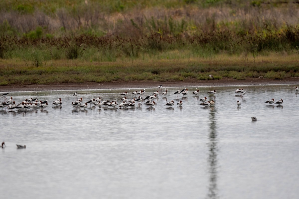 Red-necked Avocet - ML631590730