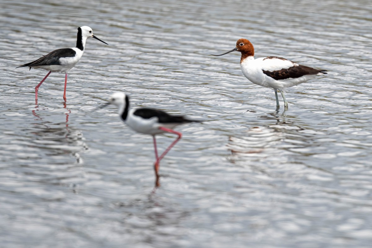 Red-necked Avocet - ML631590747