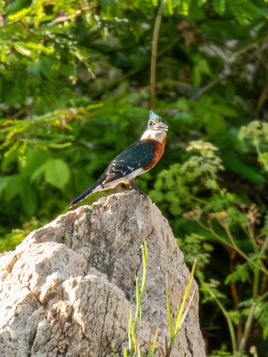 Green Kingfisher - ML631590772