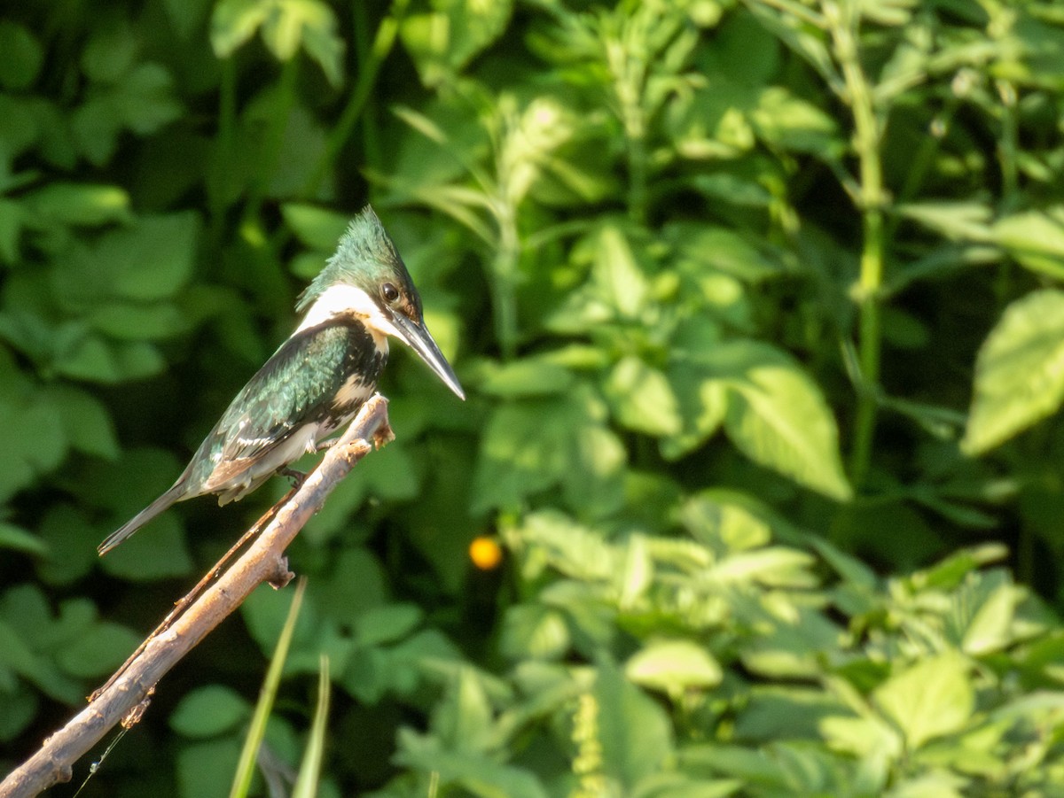 Green Kingfisher - ML631590773
