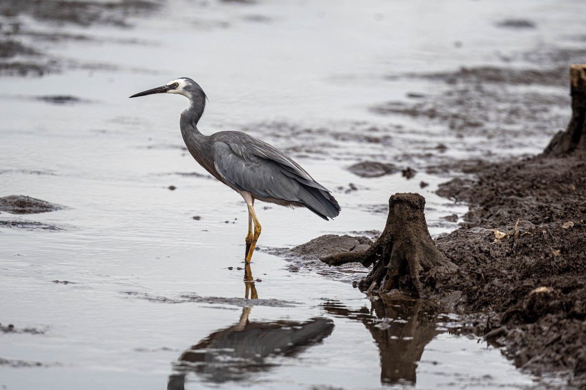 White-faced Heron - ML631590797