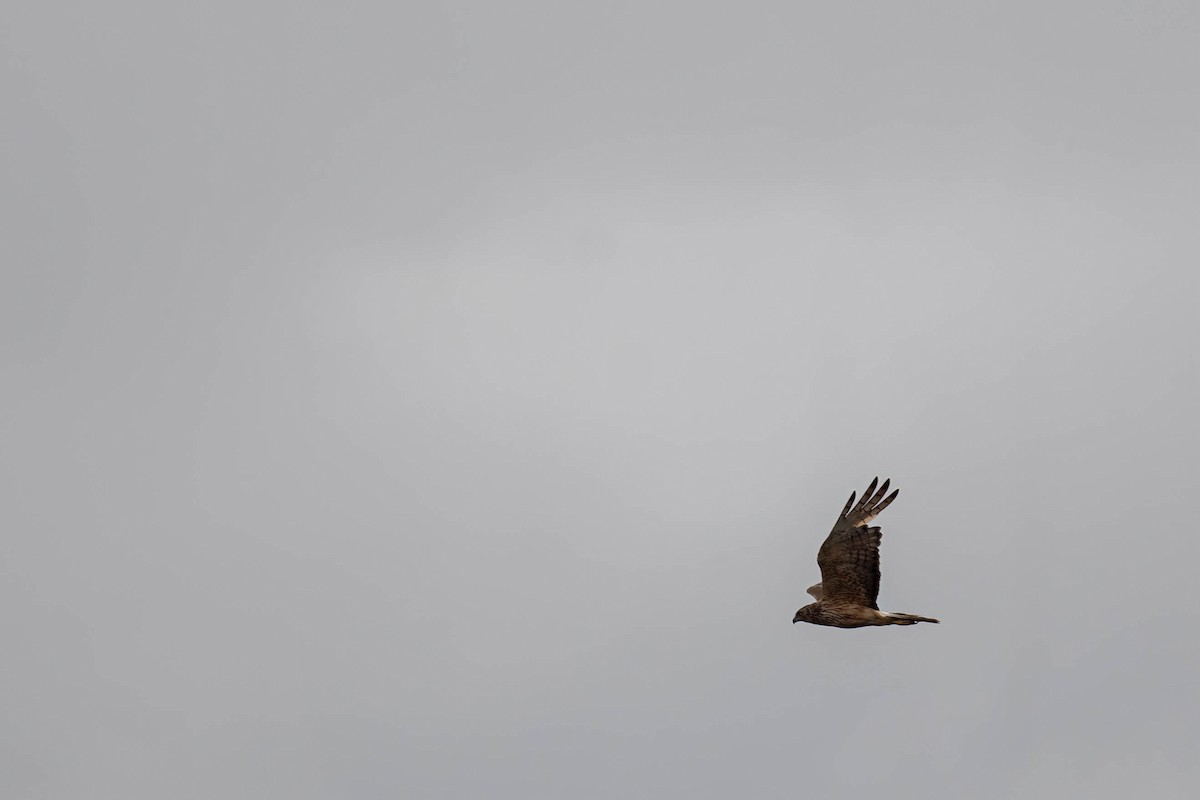 Swamp Harrier - ML631590810