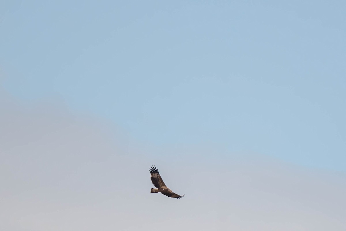 White-bellied Sea-Eagle - ML631590826
