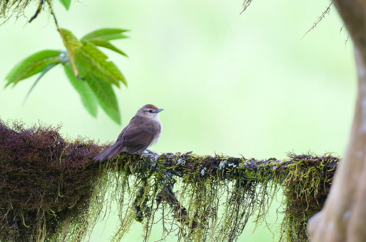 Rufous-fronted Thornbird (Rufous-fronted) - ML631590842