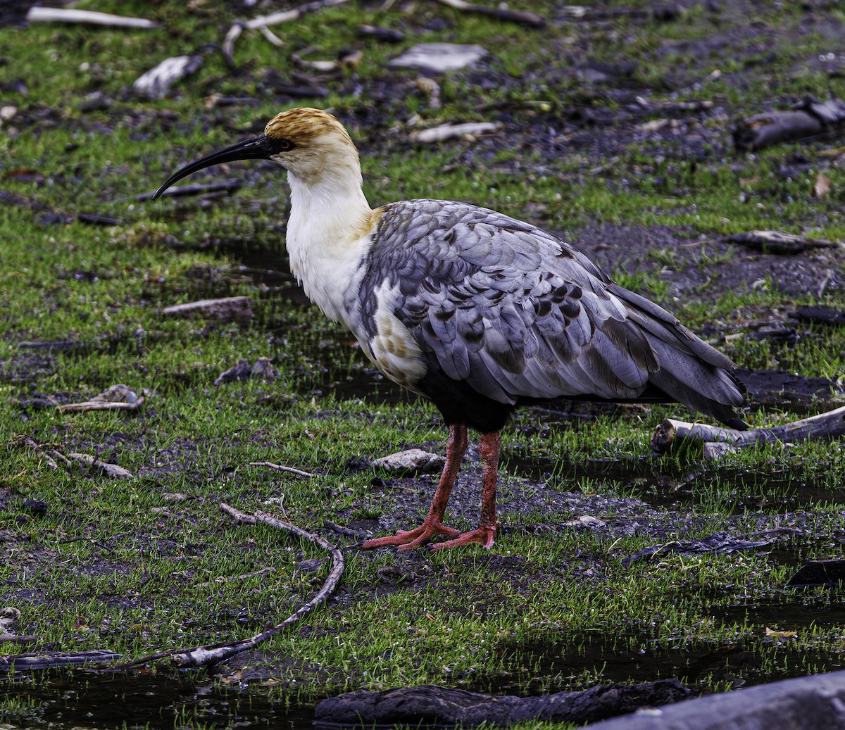 Black-faced Ibis - ML631590919