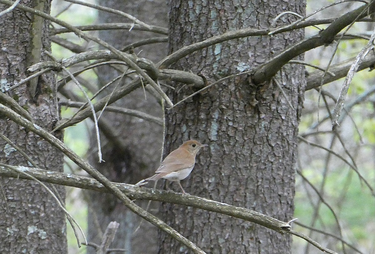 Veery - ML631590939