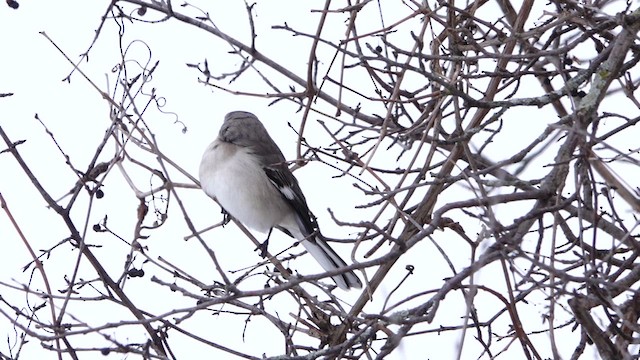 Northern Mockingbird - ML631590975