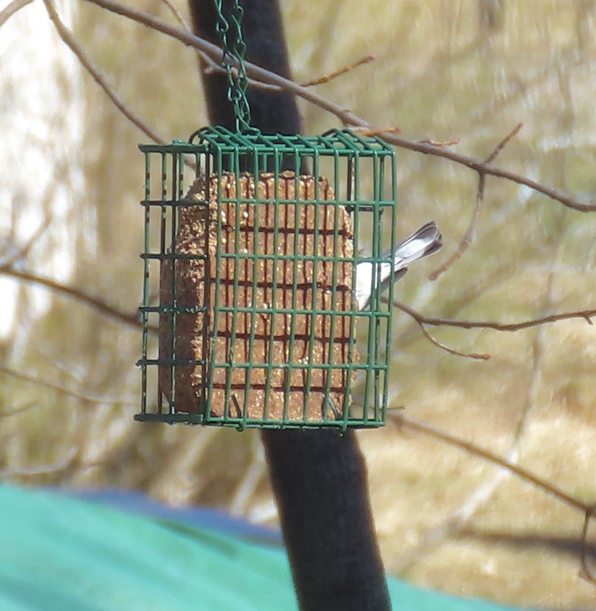 Yellow-rumped Warbler - ML631591284