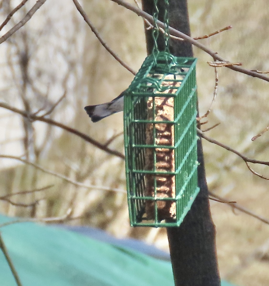 Yellow-rumped Warbler - ML631591286