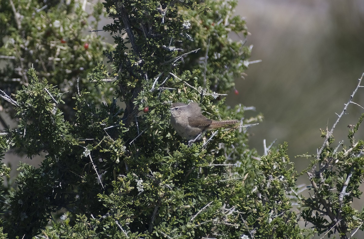 Southern House Wren - ML631591455