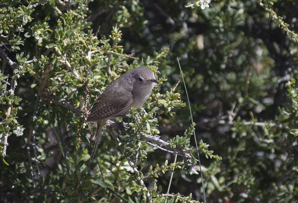 Southern House Wren - ML631591456